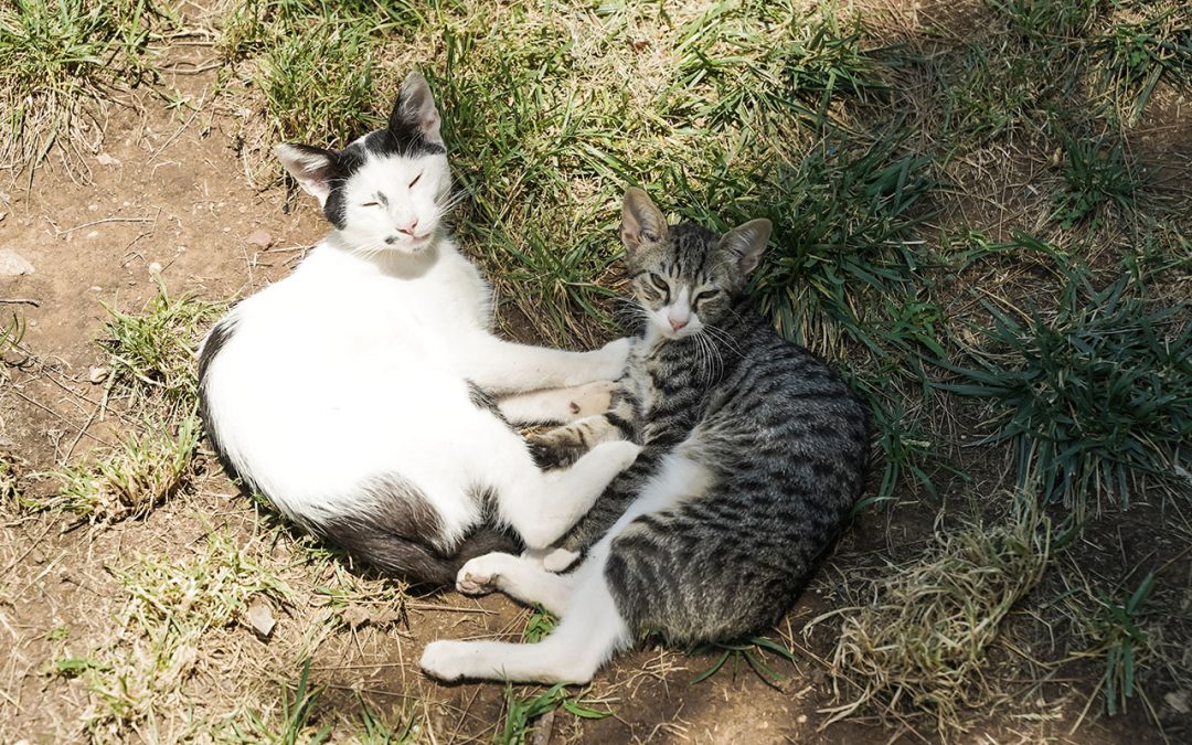 4 Healthy Tips for Cats in Hot Weather